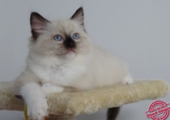 chaton mâle seal point-mitted - 8 semaines - Chatterie Ragdolls du Val de Beauvoir